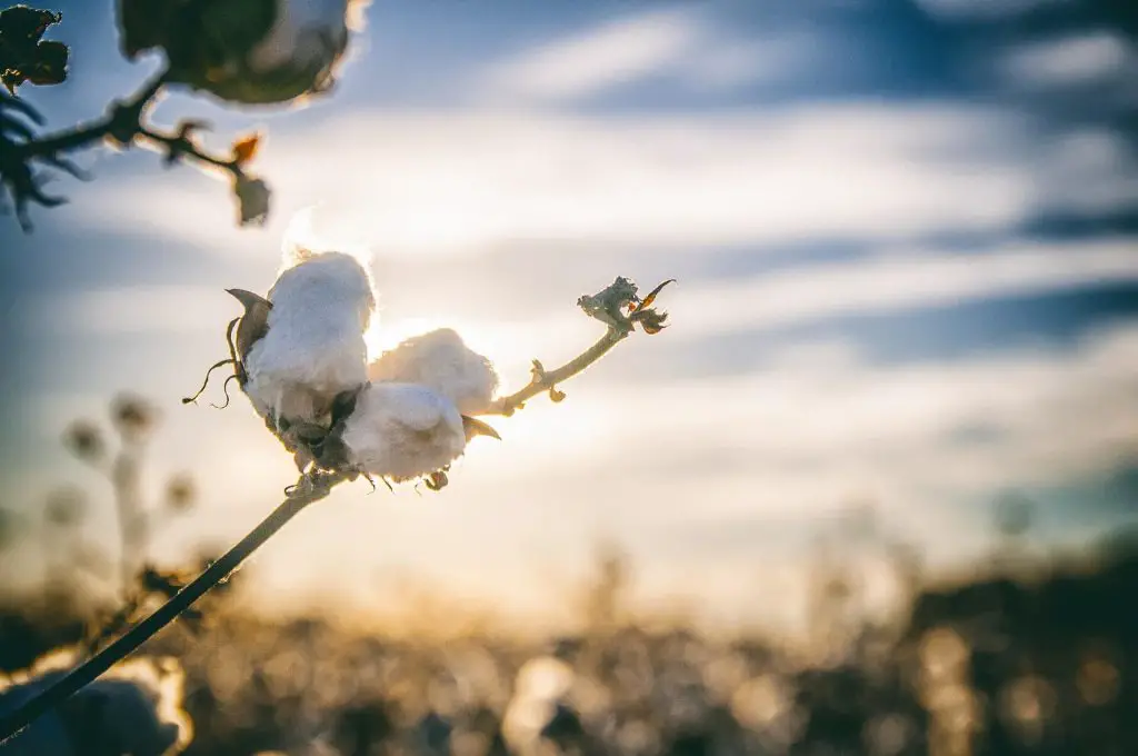 La fleur de coton, en Alabama